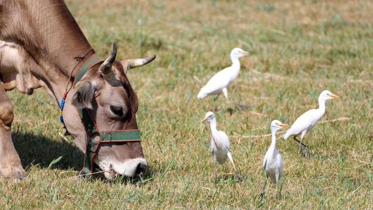 Balık yemeyen balıkçıllar hayvan sürüleriyle yaşamlarını sürdürüyor