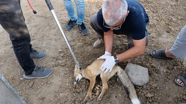 Iğdır'da bulunan felçli tilki tedavi edilecek