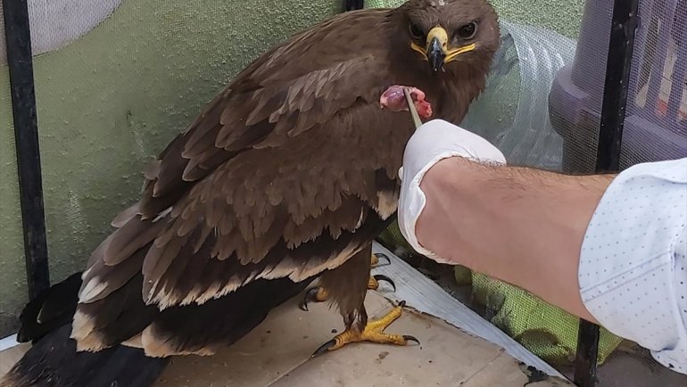 Iğdır'da polis ekiplerinin bitkin halde bulduğu bozkır kartalı tedaviye alındı