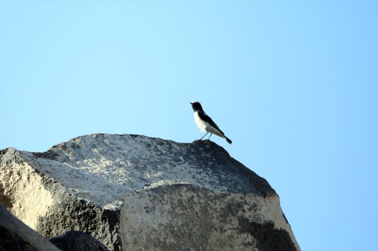 Göçmen çevresinden molası Ağrı izlenecek kuşların IĞDIR - Dağı 16