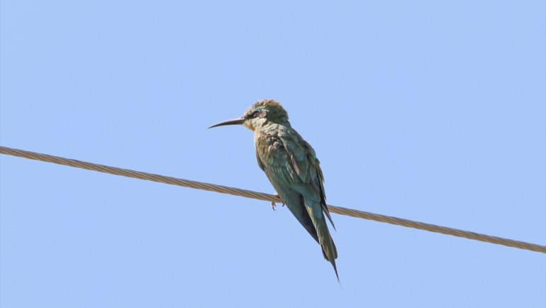 Nadir görülen yeşil arı kuşlarının Ağrı Dağı eteklerini nasıl kullandığı araştırılıyor