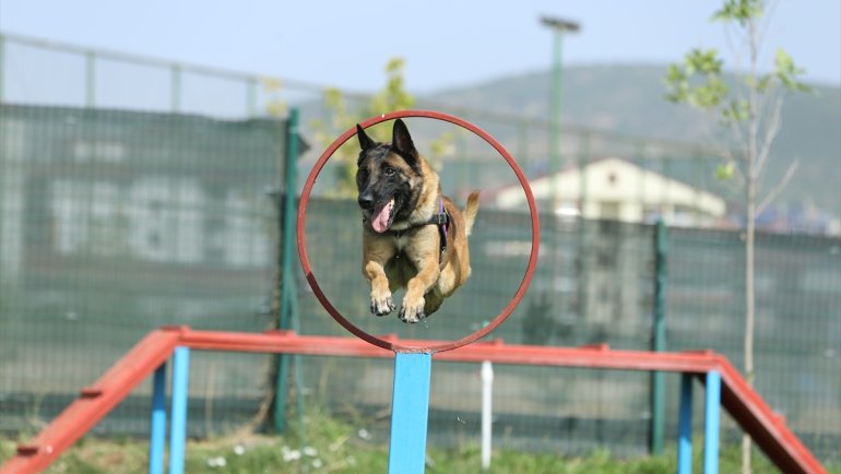 Jandarmanın can yoldaşı "Ezber" yıllardır uyuşturucunun izini sürüyor