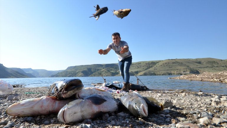 Kars'ta Karakurt Baraj Gölü'nde balık bereketi