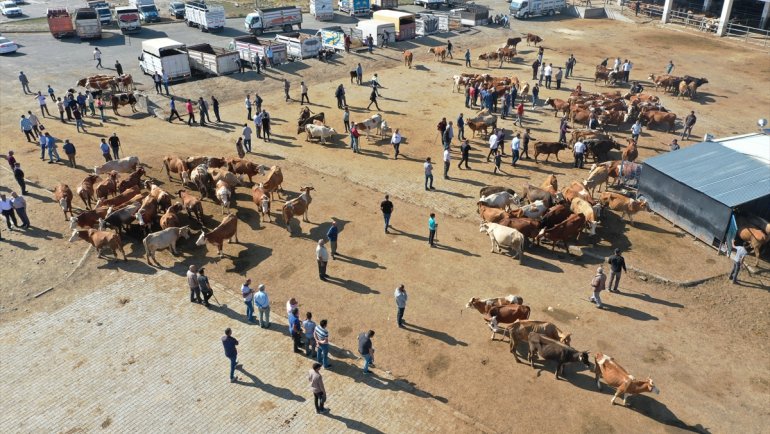 Şap hastalığı nedeniyle kapatılan Kars'taki canlı hayvan pazarları açıldı