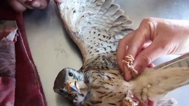 Kars'ta bitkin bulunan kerkenez kuşu koruma altına alındı