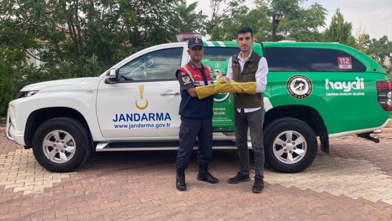 Malatya'da bulunan yaralı martı tedavi altına alındı