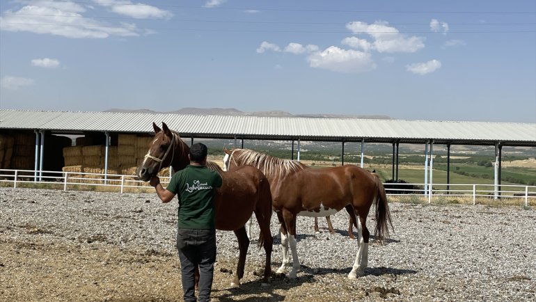 "Emekli kısraklar" kalan ömürlerini "huzurevi"nde geçiriyor