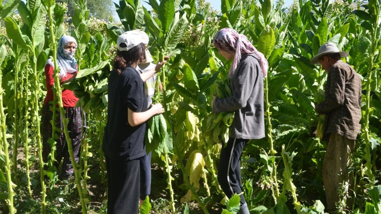 Muş'ta ilkbaharda ekilen tütünün hasadı devam ediyor