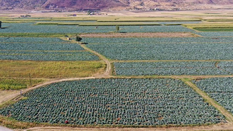 Muş'ta lahana üretiminden 35 milyon lira gelir bekleniyor