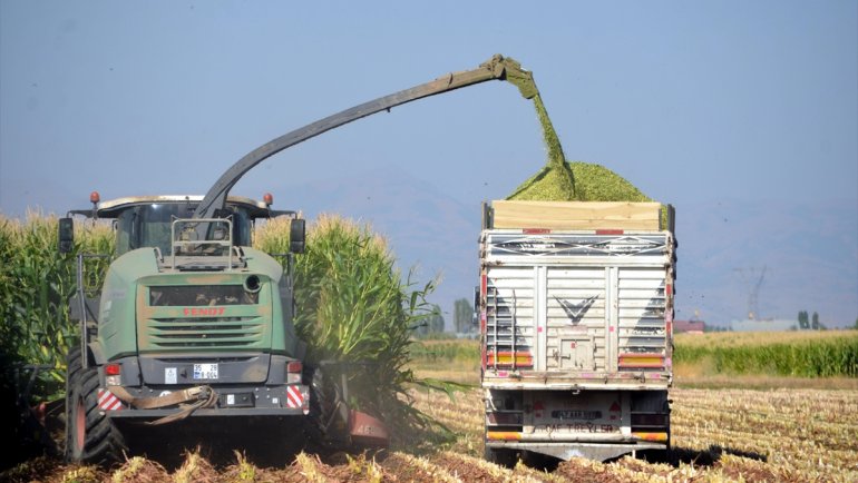 Muş'ta silajlık mısır hasadına başlandı