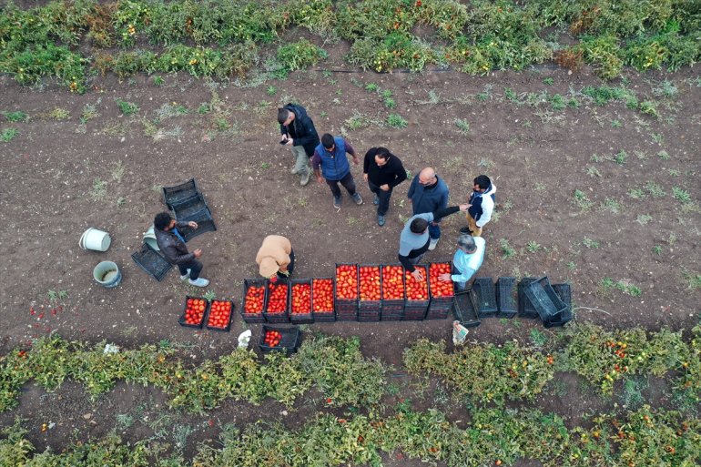 dönüp başladı domates memleketine tonlarca tarlada kiraladığı üretmeye Salgında 11