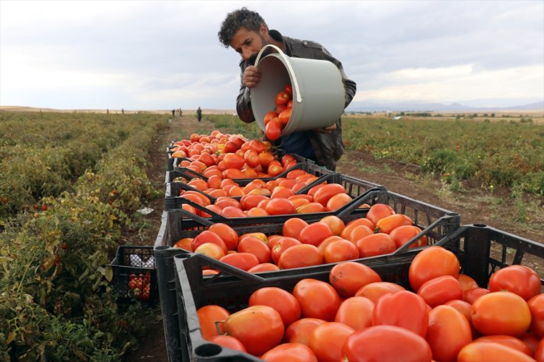 Salgında tonlarca üretmeye kiraladığı domates tarlada başladı dönüp memleketine 17