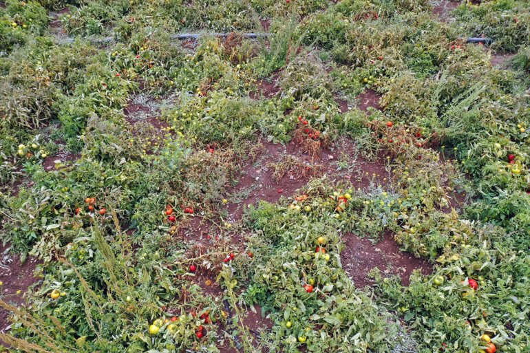 dönüp kiraladığı tarlada üretmeye tonlarca domates Salgında başladı memleketine 8