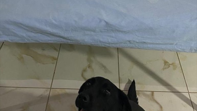 Tunceli'de uyuşturucuyla yakalanan 2 şüpheli gözaltına alındı