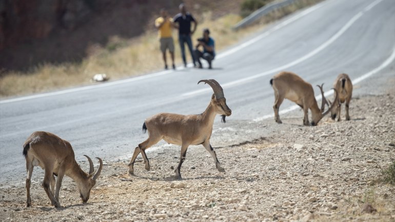 Popülasyonu artan nesli tehlike altındaki yaban keçileri Tunceli'ye güzellik katıyor