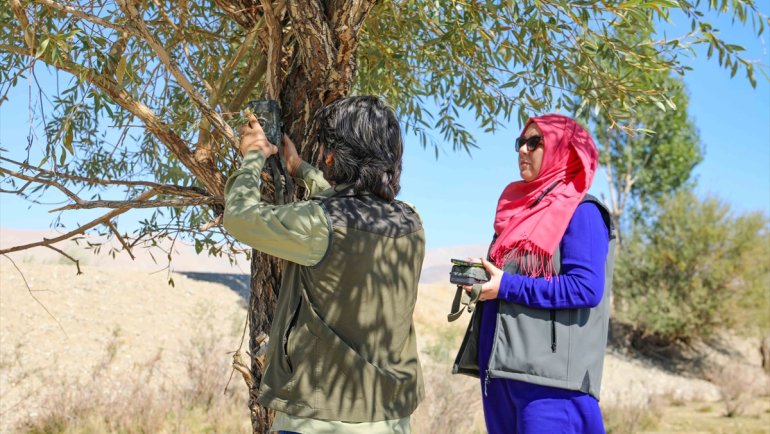Van'da vurulmuş halde bulunan çizgili sırtlanın görüldüğü bölge fotokapanla izlenecek