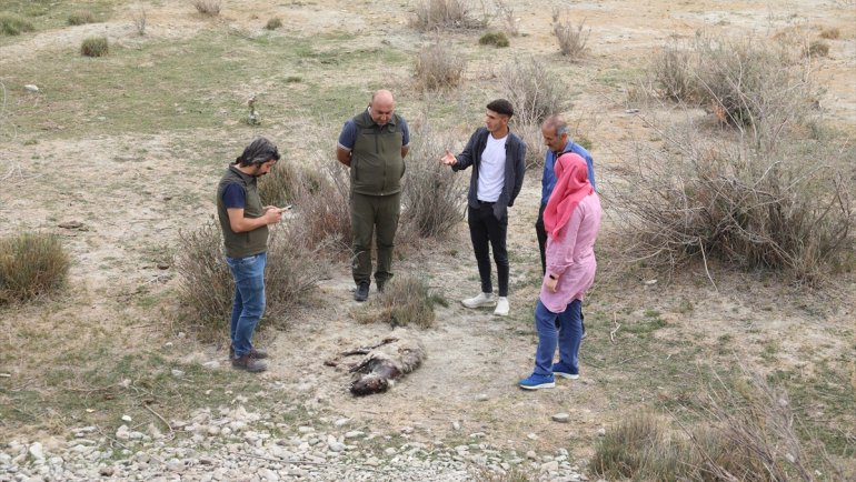 Van'da nesli tükenme tehlikesi altındaki çizgili sırtlan vurulmuş olarak bulundu