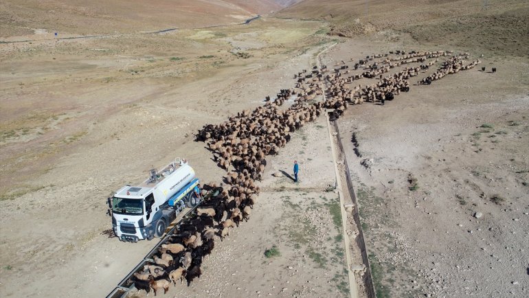 Yayla dönüşü susuzluktan bitkin düşen koyunlara tankerlerle su taşındı