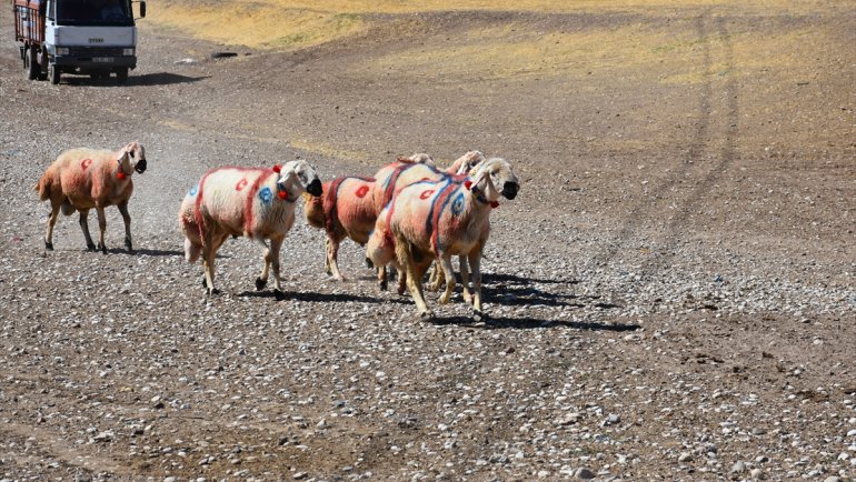 Yazıhan'da koç katım etkinliği düzenlendi