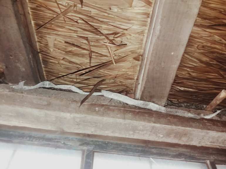 Yılanların yuva yaptığı evlerinde uyuyamıyorlar1