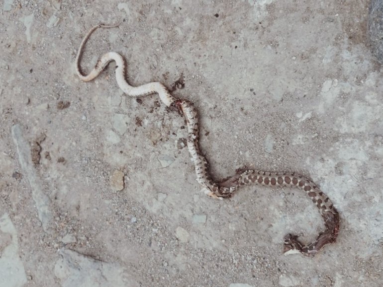 Yılanların yuva yaptığı evlerinde uyuyamıyorlar2