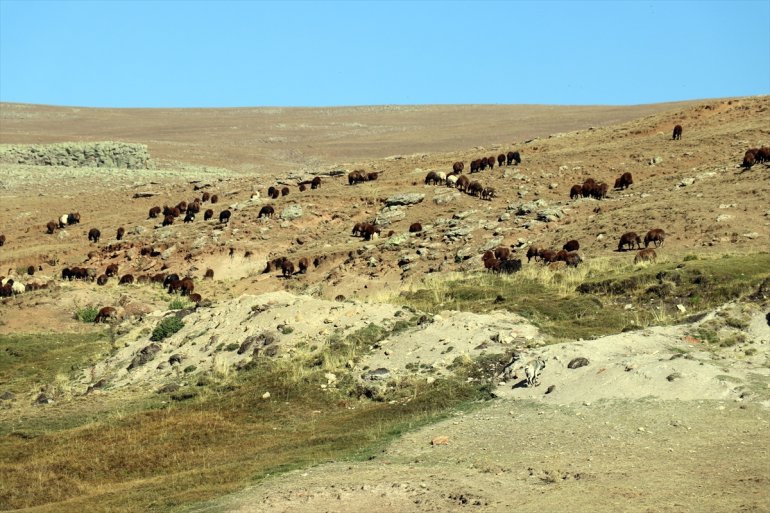 40 geçimini - Çocuk başladığı çobanlıkla yaşta yıldır AĞRI sağlıyor 1