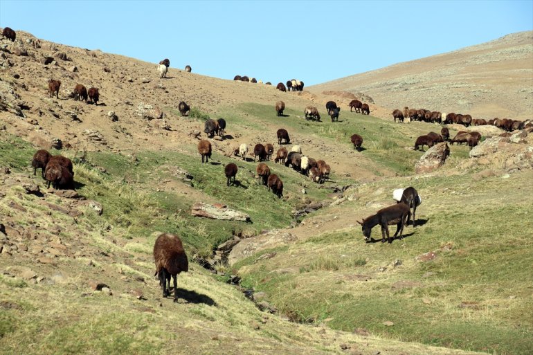 geçimini yıldır başladığı yaşta sağlıyor AĞRI - 40 çobanlıkla Çocuk 2