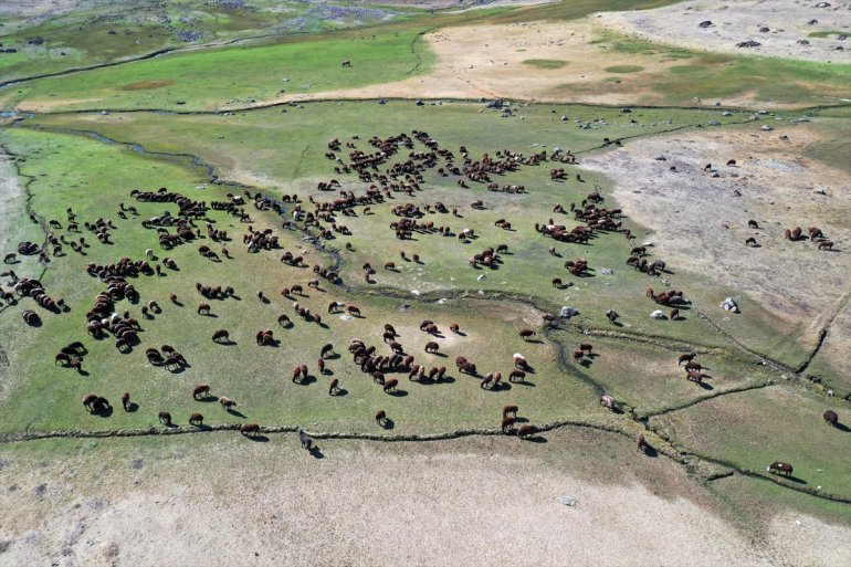 - 40 AĞRI sağlıyor başladığı yıldır Çocuk çobanlıkla yaşta geçimini 7