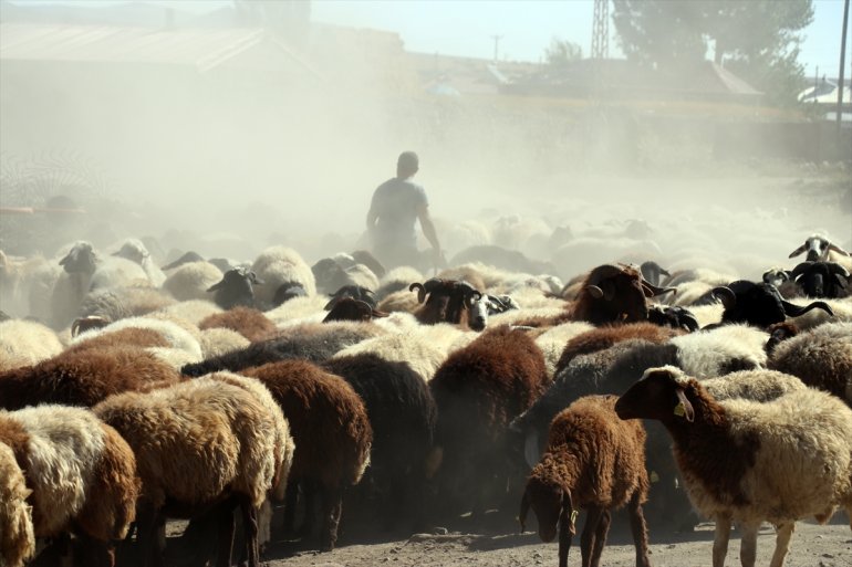 sağlıyor geçimini yaşta AĞRI çobanlıkla başladığı yıldır - Çocuk 40 9