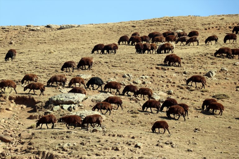 sağlıyor çobanlıkla başladığı - 40 geçimini AĞRI yıldır Çocuk yaşta 10