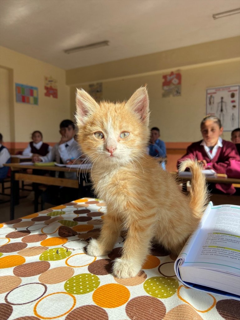 Ağrı'da yavru kedi 'mandalina' köy okulunun maskotu oldu