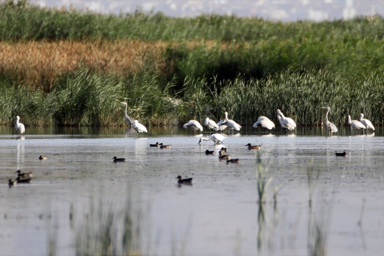 Ağrı Dağı'nın eteğinde yaşayan kaşıkçı kuşları görüntülendi