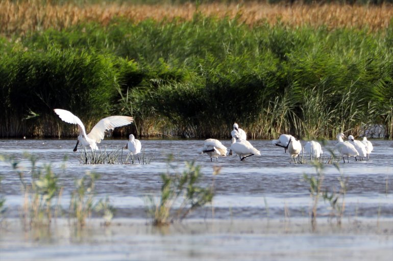eteğinde kuşları görüntülendi Ağrı Dağı