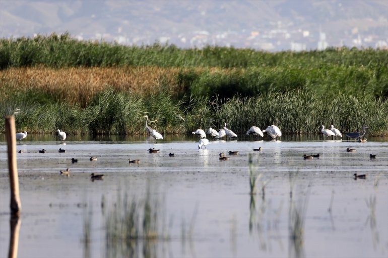 Ağrı kuşları yaşayan eteğinde Dağı