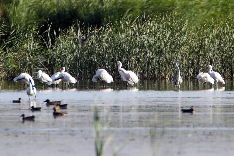 görüntülendi kaşıkçı Dağı