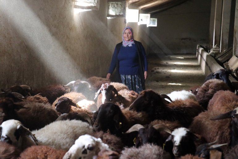 Destekle sürü sahibi olan Ağrılı kadın çiftçinin hedefi 500 koyuna ulaşmak