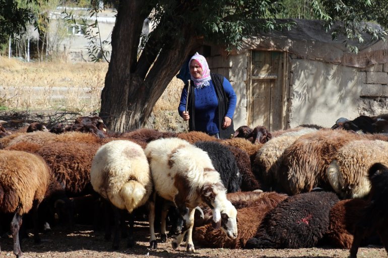 ulaşmak olan çiftçinin AĞRI 500 Destekle sürü - kadın Ağrılı koyuna hedefi sahibi 2