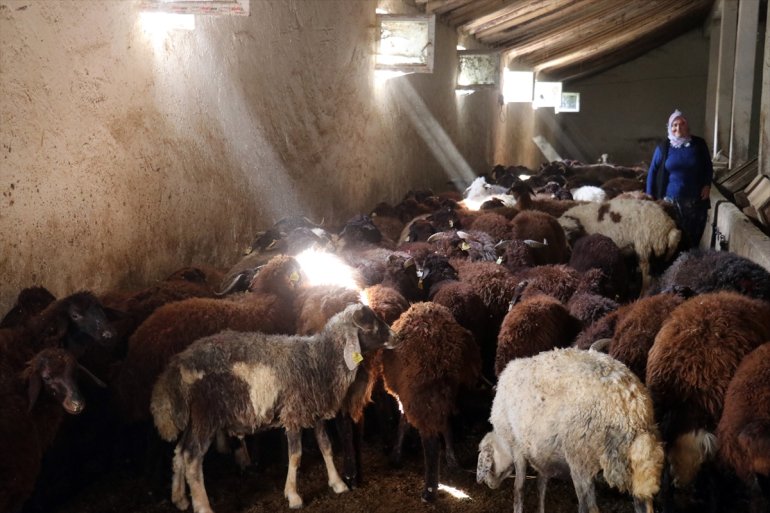 Destekle sürü hedefi sahibi kadın ulaşmak Ağrılı koyuna 500 AĞRI - çiftçinin olan 5