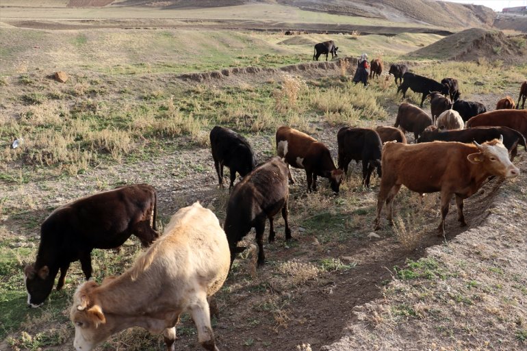 kız, fakültesi besici devlet Ziraat desteğiyle Ağrılı oldu AĞRI - genç mezunu 3