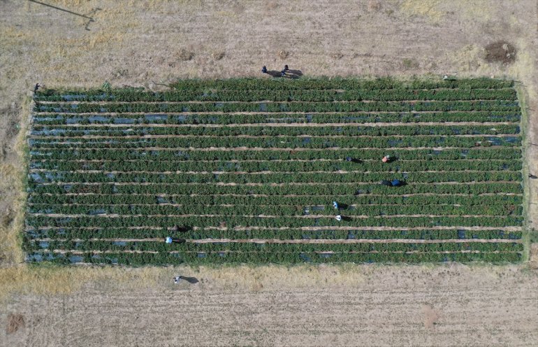 kadın Ağrılı yetişmez çilek çiftçiler üretti çilek tonlarca arazide denilen 11