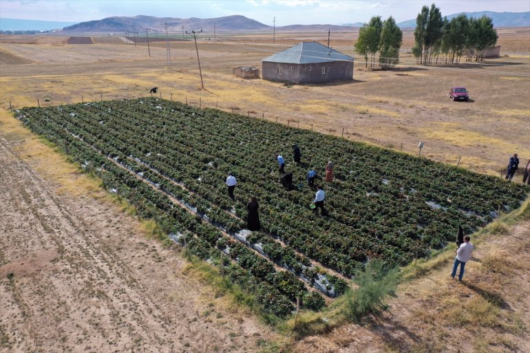 üretti çilek denilen arazide çiftçiler Ağrılı kadın tonlarca yetişmez çilek 13