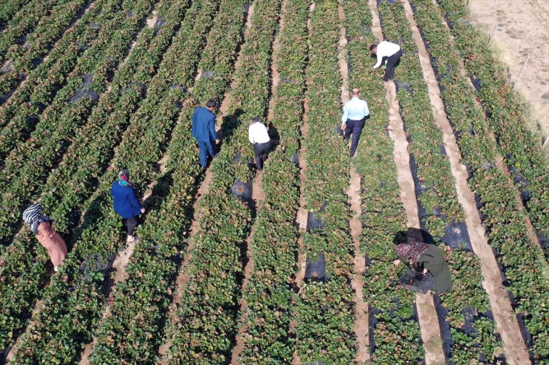 arazide yetişmez tonlarca çilek denilen kadın çilek Ağrılı çiftçiler üretti 15