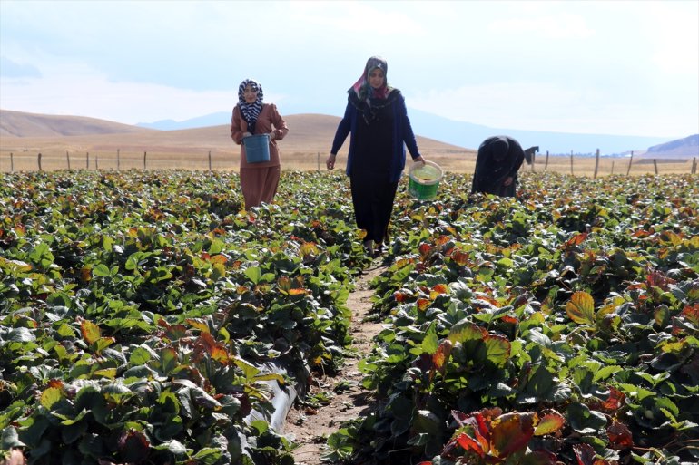 yetişmez denilen kadın çiftçiler Ağrılı çilek çilek tonlarca üretti arazide 17