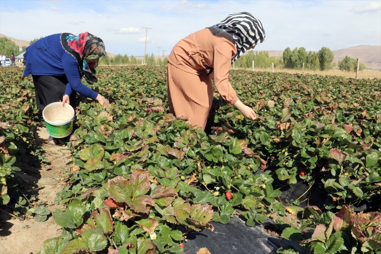 yetişmez üretti tonlarca çilek çilek kadın arazide Ağrılı çiftçiler denilen 4