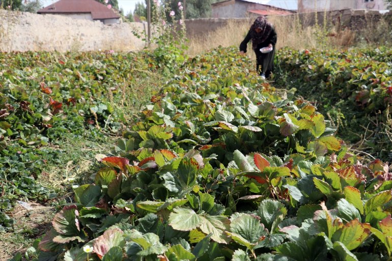 tonlarca Ağrılı arazide üretti denilen çilek kadın çiftçiler çilek yetişmez 8