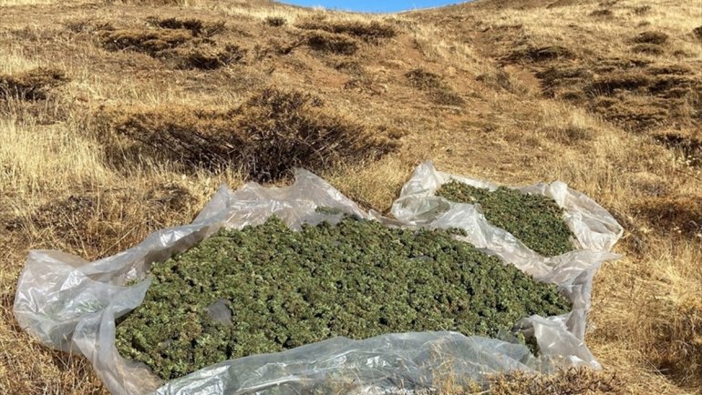 BİNGÖL - 3 milyon 185 bin 445 kök kenevir ele geçirildi1