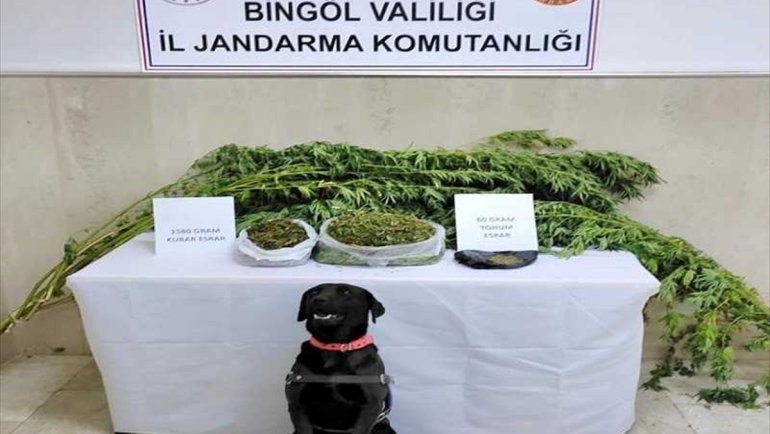 Bingöl'de 33 bin 17 kök Hint keneviri, 33 kilo 528 gram esrar ele geçirildi