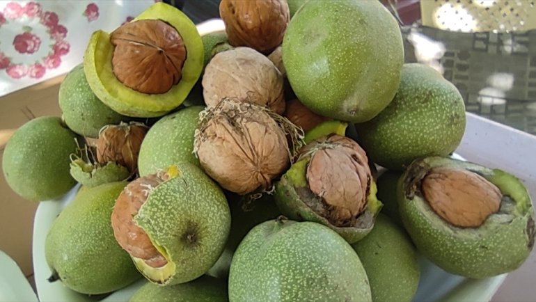 İri taneni Adilcevaz cevizinin hasadına başlandı