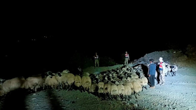 Elazığ'da kaybolan 230 küçükbaş hayvanı jandarma buldu