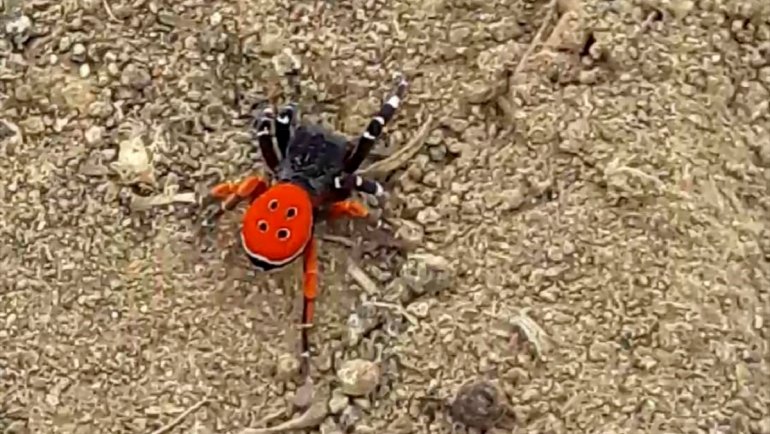 Elazığ'da nadir görülen "Eresus kollari" türü örümcek görüntülendi